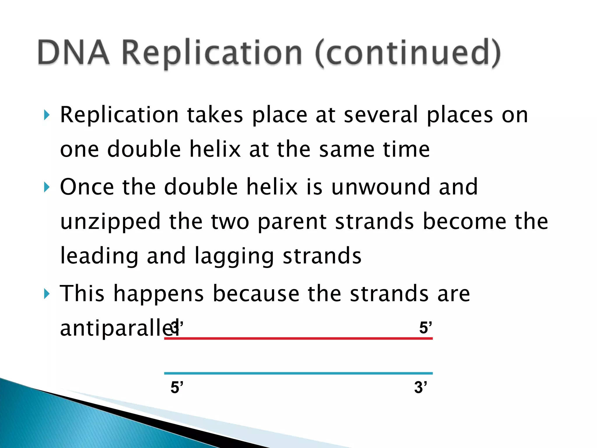 Replication takes place at several places on one double helix at the same time Once the double helix is unwound and unzipped the two parent strands become the leading and lagging strands  This happens because the strands are antiparallel 3’ 5’ 3’ 5’ 