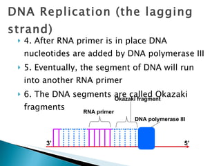 4. After RNA primer is in place DNA nucleotides are added by DNA polymerase III 5. Eventually, the segment of DNA will run into another RNA primer 6. The DNA segments are called Okazaki fragments DNA Replication (the lagging strand) 3’ 5’ RNA primer DNA polymerase III Okazaki fragment 