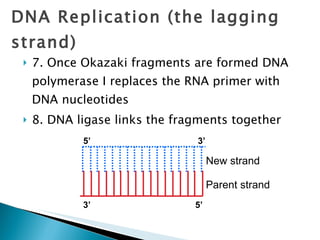 7. Once Okazaki fragments are formed DNA polymerase I replaces the RNA primer with DNA nucleotides 8. DNA ligase links the fragments together DNA Replication (the lagging strand) 3’ 5’ 3’ 5’ Parent strand New strand 