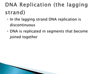 In the lagging strand DNA replication is discontinuous DNA is replicated in segments that become joined together DNA Replication (the lagging strand) 