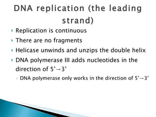 DNA replication (the leading strand) Replication is continuous There are no fragments Helicase unwinds and unzips the double helix DNA polymerase III adds nucleotides in the direction of 5’ ->3’ DNA polymerase only works in the direction of  5’ ->3’ 