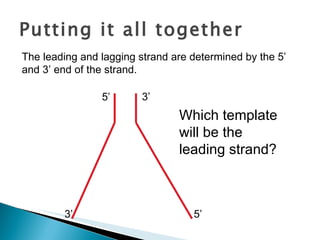 Putting it all together The leading and lagging strand are determined by the 5’ and 3’ end of the strand. 5’ 5’ 3’ 3’ Which template will be the leading strand? 