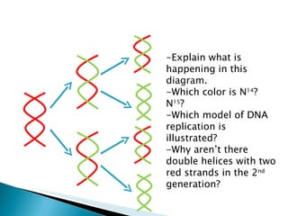 -Explain what is happening in this diagram.  -Which color is N 14 ? N 15 ? -Which model of DNA replication is illustrated? -Why aren’t there double helices with two red strands in the 2 nd  generation? 