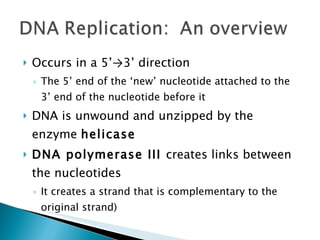 Occurs in a 5’ -> 3’ direction The 5’ end of the ‘new’ nucleotide attached to the 3’ end of the nucleotide before it DNA is unwound and unzipped by the enzyme  helicase DNA polymerase III  creates links between the nucleotides It creates a strand that is complementary to the original strand) 
