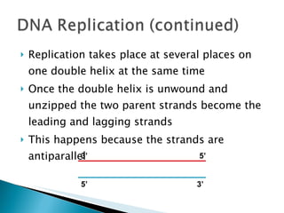 Replication takes place at several places on one double helix at the same time Once the double helix is unwound and unzipped the two parent strands become the leading and lagging strands  This happens because the strands are antiparallel 3’ 5’ 3’ 5’ 