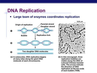 Dna replication | PPT