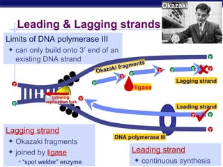 Dna replication | PPT