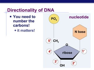 Nucleotide Direction Practic Dna replication | PPT