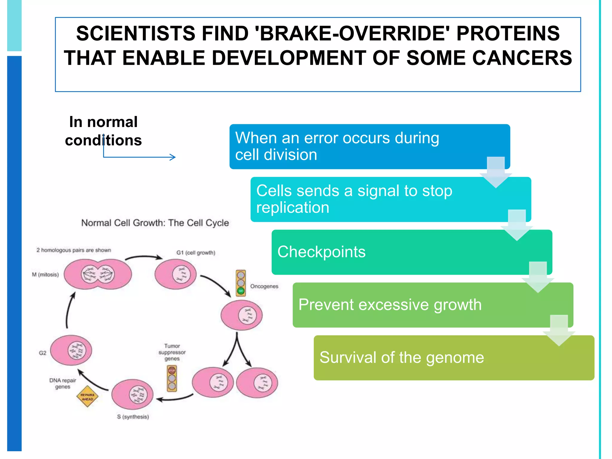 HEBREW U. SCIENTISTS IDENTIFY MOLECULAR BASIS FOR DNA BREAKAGEThe cell increase proliferation   processCANCER“FRAGILE SITES “ are created in the early cancer stages Later  cells enters in stress on DNA replicationDiscover  bases of DNA breakage