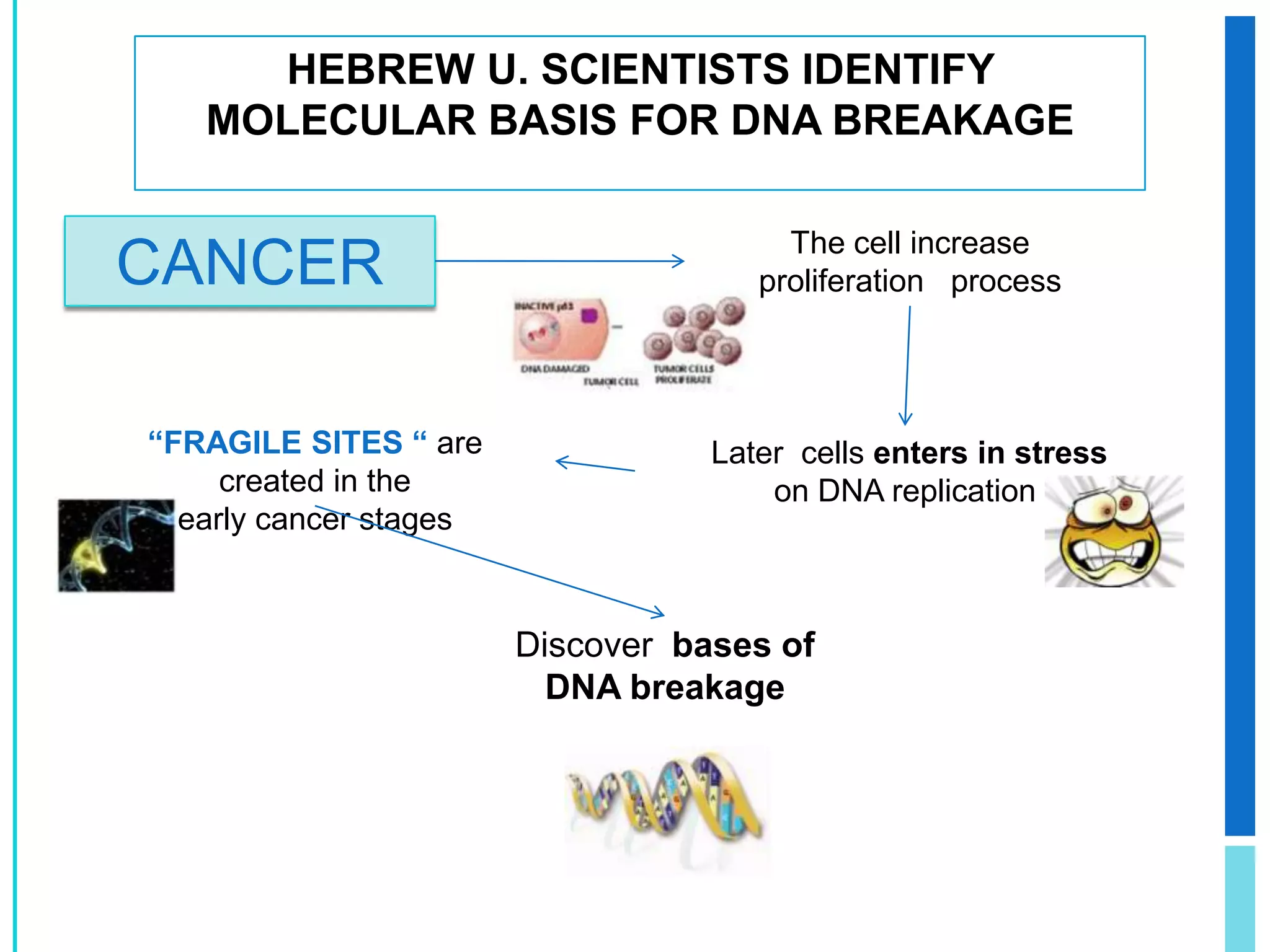 SSDPB (Single Strand DNA BindingProtein)