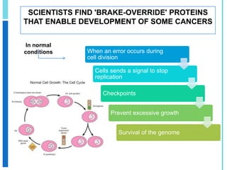 HEBREW U. SCIENTISTS IDENTIFY MOLECULAR BASIS FOR DNA BREAKAGEThe cell increase proliferation   processCANCER“FRAGILE SITES “ are created in the early cancer stages Later  cells enters in stress on DNA replicationDiscover  bases of DNA breakage