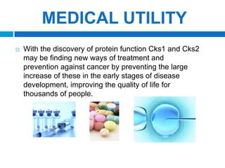 SCIENTISTS FIND 'BRAKE-OVERRIDE' PROTEINS THAT ENABLE DEVELOPMENT OF SOME CANCERSUncontrolled and excessiveproliferation