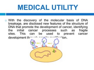 SCIENTISTS FIND 'BRAKE-OVERRIDE' PROTEINS THAT ENABLE DEVELOPMENT OF SOME CANCERSCks 1 and Cks 2 proteins Avoid the checkpoint in the  STAGE ”S” Cells  continuous playback with the damaged genome