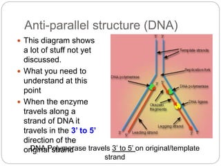 Dna replication | PPTX