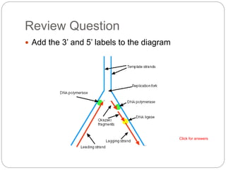 Labeling Triplicates Dna replication | PPTX