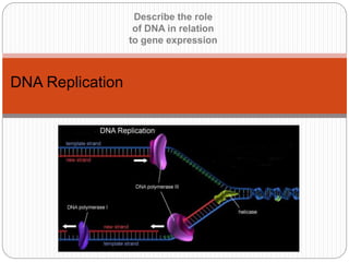 Describe the role
of DNA in relation
to gene expression
DNA Replication
 