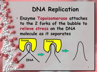 7
DNA Replication
• Enzyme Topoisomerase attaches
to the 2 forks of the bubble to
relieve stress on the DNA
molecule as it separates
Enzyme
DNA
Enzyme
 