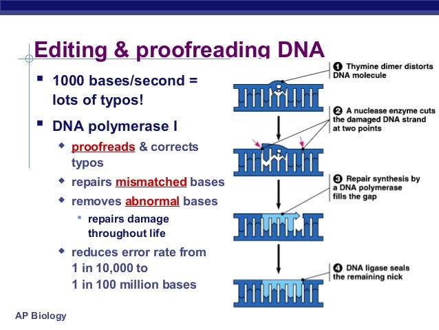 DNA proofreading and repair (article) | Khan Academy proofreading by dna polymerase