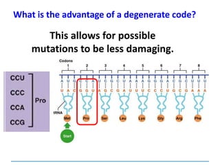 What is the advantage of a degenerate code?
This allows for possible
mutations to be less damaging.
 