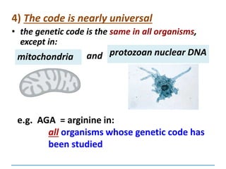 4) The code is nearly universal
• the genetic code is the same in all organisms,
except in:
e.g. AGA = arginine in:
all organisms whose genetic code has
been studied
mitochondria protozoan nuclear DNAand
 