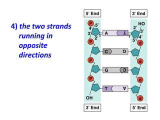 4) the two strands
running in
opposite
directions
 