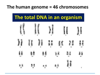 The human genome = 46 chromosomes
The total DNA in an organism
 