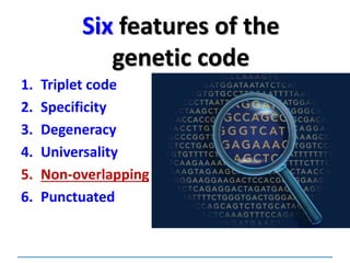 Six features of the
genetic code
1. Triplet code
2. Specificity
3. Degeneracy
4. Universality
5. Non-overlapping
6. Punctuated
 