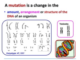 A mutation is a change in the
• amount, arrangement or structure of the
DNA of an organism
 