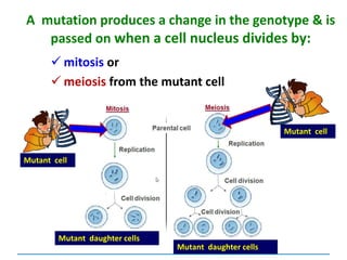 A mutation produces a change in the genotype & is
passed on when a cell nucleus divides by:
 mitosis or
 meiosis from the mutant cell
Mutant daughter cells
Mutant daughter cells
Mutant cell
Mutant cell
 