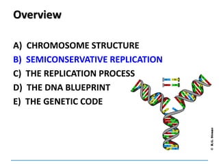 Overview
A) CHROMOSOME STRUCTURE
B) SEMICONSERVATIVE REPLICATION
C) THE REPLICATION PROCESS
D) THE DNA BLUEPRINT
E) THE GENETIC CODE
 