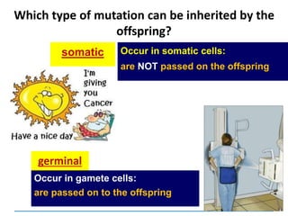 Which type of mutation can be inherited by the
offspring?
germinal
somatic Occur in somatic cells:
are NOT passed on the offspring
Occur in gamete cells:
are passed on to the offspring
 