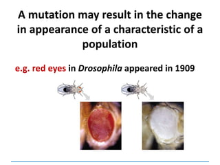 A mutation may result in the change
in appearance of a characteristic of a
population
e.g. red eyes in Drosophila appeared in 1909
 