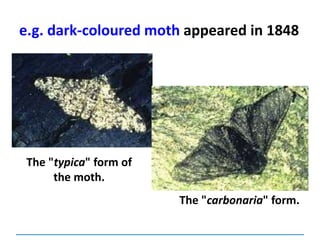 e.g. dark-coloured moth appeared in 1848
The "typica" form of
the moth.
The "carbonaria" form.
 