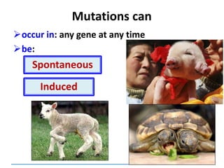 occur in: any gene at any time
be:
Mutations can
Spontaneous
Induced
 