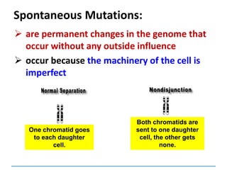 Spontaneous Mutations:
 are permanent changes in the genome that
occur without any outside influence
 occur because the machinery of the cell is
imperfect
Both chromatids are
sent to one daughter
cell, the other gets
none.
One chromatid goes
to each daughter
cell.
 