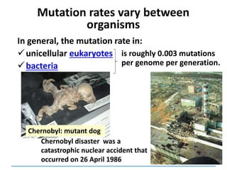Mutation rates vary between
organisms
In general, the mutation rate in:
unicellular eukaryotes
bacteria
Chernobyl disaster was a
catastrophic nuclear accident that
occurred on 26 April 1986
is roughly 0.003 mutations
per genome per generation.
Chernobyl: mutant dog
 