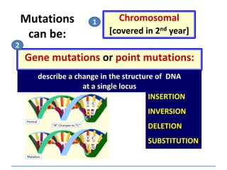 Mutations
can be:
Chromosomal
[covered in 2nd year]
Gene mutations or point mutations:
INSERTION
INVERSION
DELETION
SUBSTITUTION
describe a change in the structure of DNA
at a single locus
1
2
 
