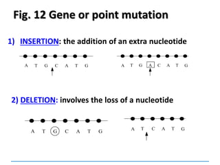 Fig. 12 Gene or point mutation
1) INSERTION: the addition of an extra nucleotide
A GT G C A T A TT G A C A G
2) DELETION: involves the loss of a nucleotide
A GT G C A T A TT C A G
 