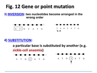 Fig. 12 Gene or point mutation
4) SUBSTITUTION:
a particular base is substituted by another (e.g.
sickle-cell anaemia)
A GT G C A T A TT G T A G
3) INVERSION: two nucleotides become arranged in the
wrong order
A GT G C A T T TA G C A G
 