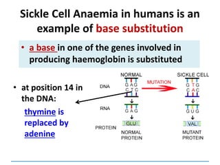 Sickle Cell Anaemia in humans is an
example of base substitution
• a base in one of the genes involved in
producing haemoglobin is substituted
• at position 14 in
the DNA:
thymine is
replaced by
adenine
 