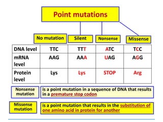 Point mutations
No mutation
DNA level TTC TTT ATC TCC
mRNA
level
AAG AAA UAG AGG
Protein
level
Lys Lys STOP Arg
Silent Nonsense Missense
Missense
mutation
Nonsense
mutation
is a point mutation in a sequence of DNA that results
in a premature stop codon
is a point mutation that results in the substitution of
one amino acid in protein for another
 