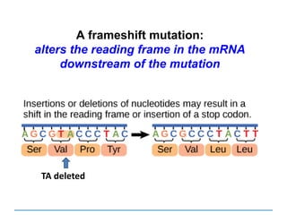 A frameshift mutation:
alters the reading frame in the mRNA
downstream of the mutation
TA deleted
 