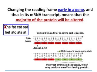 Changing the reading frame early in a gene, and
thus in its mRNA transcript, means that the
majority of the protein will be altered.
Amino acid
Deletion of a single nucleotide
DNA
bases
Original DNA code for an amino acid sequence.
Incorrect amino acid sequence, which
may produce a malfunctioning protein.
 
