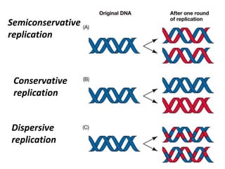 Semiconservative
replication
Conservative
replication
Dispersive
replication
 