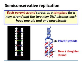 Semiconservative replication
Each parent strand serves as a template for a
new strand and the two new DNA strands each
have one old and one new strand
Parent strands
New / daughter
strand
 