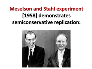 Meselson and Stahl experiment
[1958] demonstrates
semiconservative replication:
 