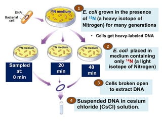 Cells broken open
to extract DNA
E. coli grown in the presence
of 15N (a heavy isotope of
Nitrogen) for many generations
E. coli placed in
medium containing
only 14N (a light
isotope of Nitrogen)
• Cells get heavy-labeled DNA
Sampled
at:
0 min
1
2
3
40
min
20
min
Suspended DNA in cesium
chloride (CsCl) solution.
4
15N medium
 