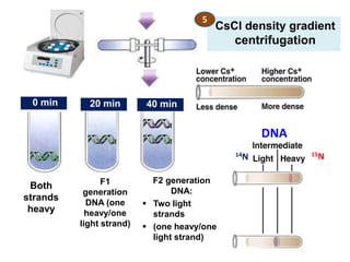 CsCl density gradient
centrifugation
5
15N14N
DNA
Both
strands
heavy
F1
generation
DNA (one
heavy/one
light strand)
0 min 20 min 40 min
F2 generation
DNA:
 Two light
strands
 (one heavy/one
light strand)
 