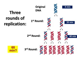 Three
rounds of
replication:
Original
DNA
1st Round:
2nd Round:
3rd Round:
0 min
20 min
40 min
60
min?
 