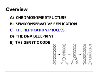 Overview
A) CHROMOSOME STRUCTURE
B) SEMICONSERVATIVE REPLICATION
C) THE REPLICATION PROCESS
D) THE DNA BLUEPRINT
E) THE GENETIC CODE
 